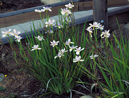 Dietes grandiflora 'Wild Iris'