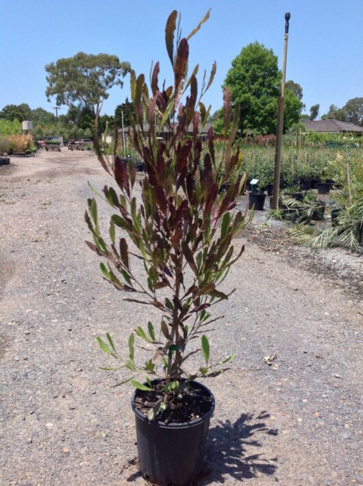 A young Dodonaea 'Purple Hop Bush' 8" Pot tree with burgundy and green leaves in a black plastic 8" pot, situated on a gravel path with other plants and trees in the background.