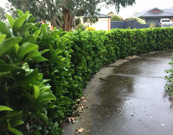 Image of Euonymus japonicus 'Green Rocket' plant