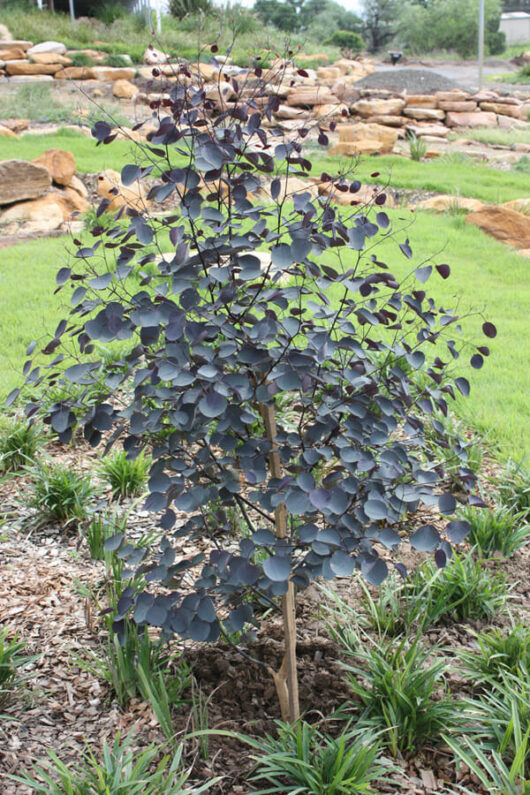 A Eucalyptus 'Vintage Red' 12" Pot tree surrounded by plants.