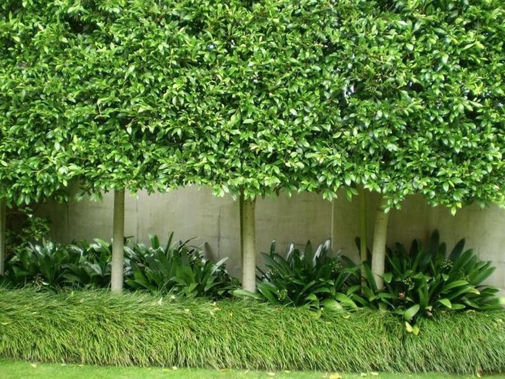Pleached Hedging