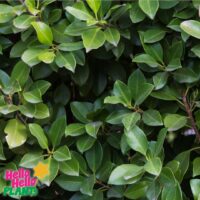 Hello Hello Plants Nursery Campbellfield Melbourne Victoria Australia Ficus microcarpa hillii 'Flash' Foliage leaves