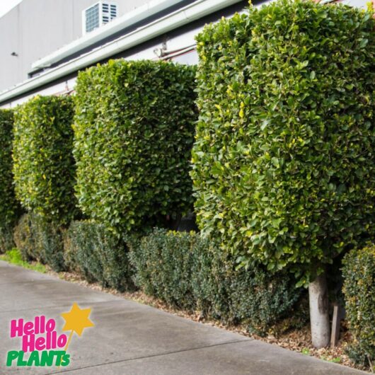 Hello Hello Plants Nursery Campbellfield Melbourne Victoria Australia Ficus microcarpa hillii 'Flash' advanced standard square topiary along shop front