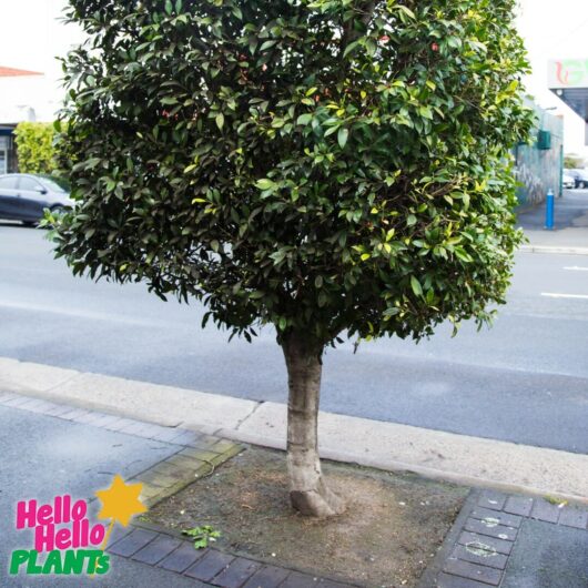 Hello Hello Plants Nursery Campbellfield Melbourne Victoria Australia Ficus microcarpa hillii 'Flash' advanced standard square topiary in streetscape