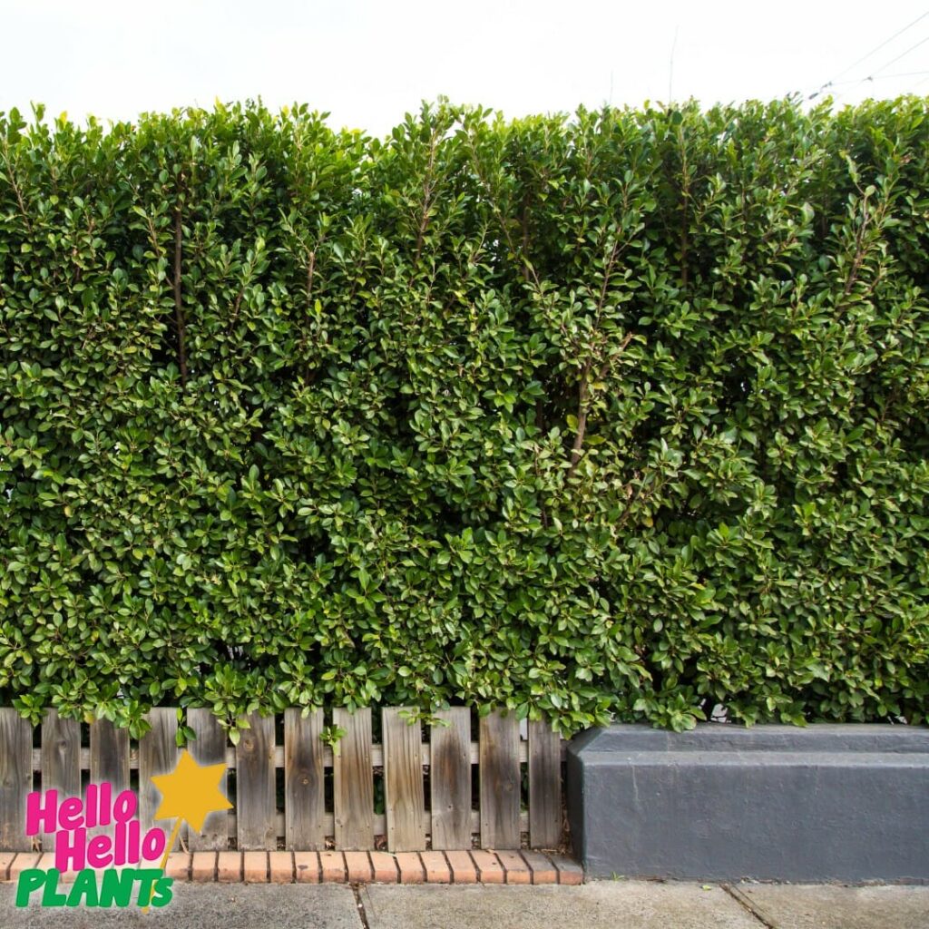 Ficus hillii 
