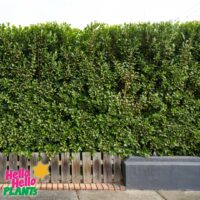 Hello Hello Plants Nursery Campbellfield Melbourne Victoria Australia Ficus microcarpa hillii 'Flash' hedge with wooden fence