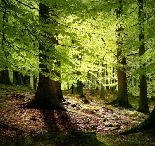 A Fagus 'European Beech Tree' Green 13" Pot forest with sunlight shining through the trees, planted with vibrant foliage.