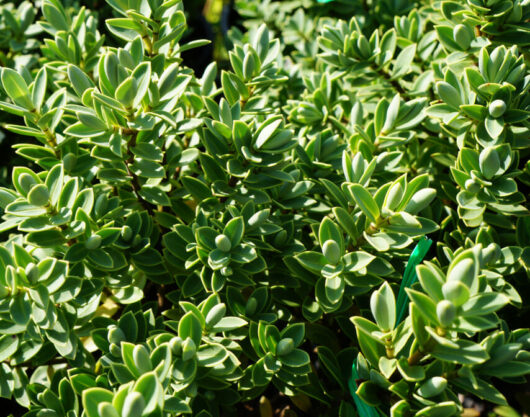 A Hebe 'Albicans' 6" Pot with green leaves.