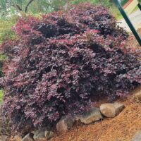 A dense Loropetalum 'China Pink' shrub with dark burgundy leaves grows behind a border of rocks and pine straw mulch, framed by trees and a paved path in the background.