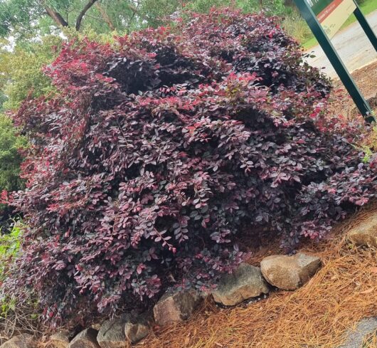 Loropetalum 'China Pink'