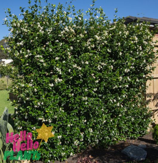 Trachelospermum 'Chinese Star Jasmine'