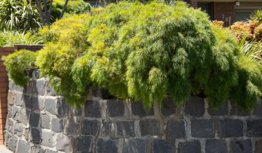 Acacia 'Limelight' 8" Pot
