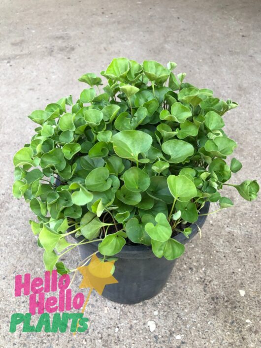 Dichondra repens 6" Pot