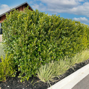 Hello Hello Plants Nursery Campbellfield Melbourne Victoria Australia Ficus macrocarpa hillii hedge 2