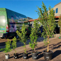 Hello hello Plants Ficus macrocarpa hillii ‘Flash’ Various pot sizes