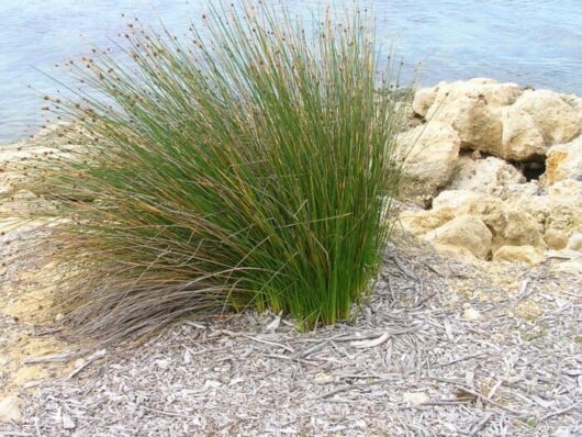 Ficinia 'Knotted Club Rush' 6" Pot
