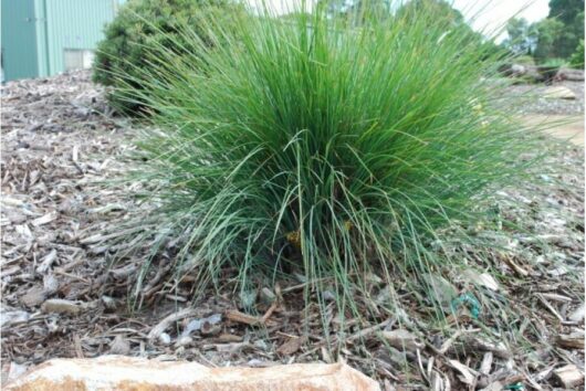 Lomandra Frosty Top