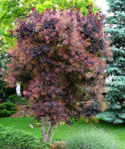 A Cotinus 'Purple Smoke Bush' 10" Pot with red and purple leaves in a garden.