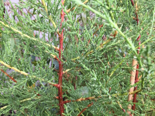 Cupressus macrocarpa 'Monterey Cypress' 6" Pot