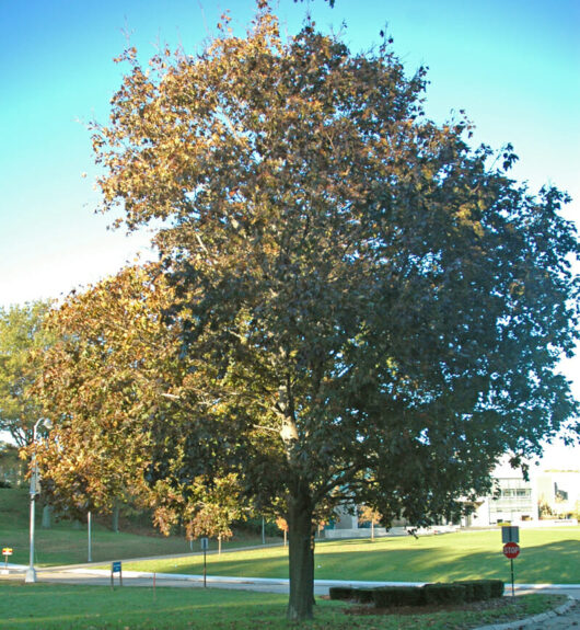 Acer platanoides 'Norwegian' Maple (Standard) 13" Pot