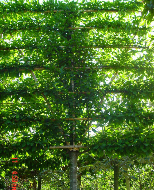 A Carpinus 'European Hornbeam' Tree 10" Pot with abundant green leaves.