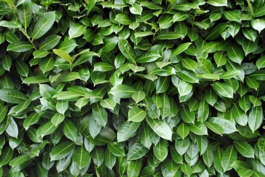 Prunus 'Portuguese Laurel'