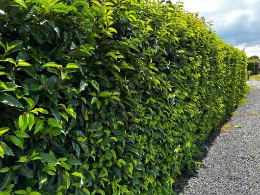 A neatly trimmed Prunus 'Portuguese Laurel' hedge borders a gravel path, ideal for buyers seeking lush greenery on a sunny day.