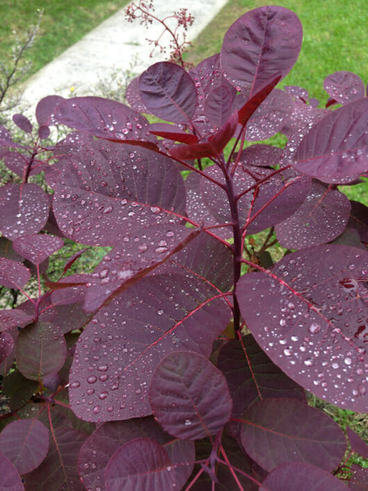 Hello Cotinus 'Purple Smoke Bush' 10" Pot with purple leaves and water droplets on them.