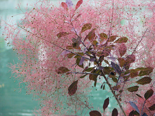 A pink Cotinus 'Purple Smoke Bush' 10" Pot plant in front of a green wall.