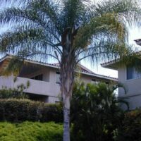 A Syagrus 'Cocos Palm' 10" Pot in front of a house with plants.