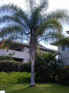 A Syagrus 'Cocos Palm' 10" Pot in front of a house with plants.