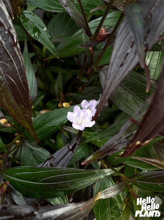 Strobilanthes 'Goldfussia' 8" Pot