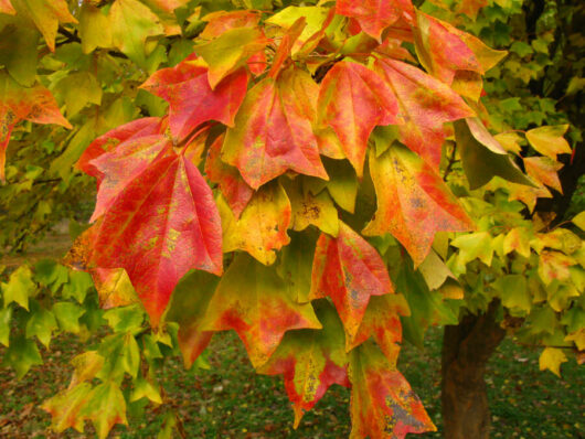 Acer 'Trident' Japanese Maple