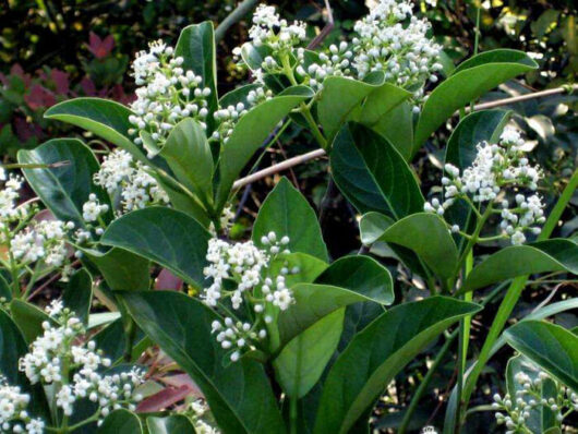 Viburnum odoratissimum 'Sweet'