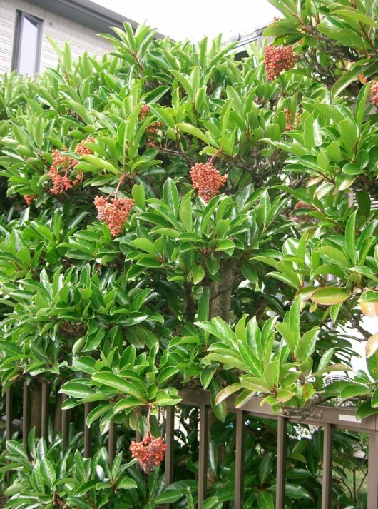 Viburnum odoratissimum 'Sweet'