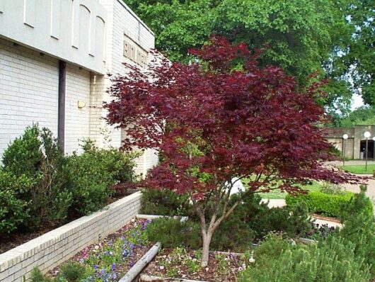 An Acer 'Bloodgood' Japanese Maple 10" Pot in front of a building.