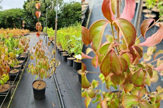 Cornus kousa 'Chinese Dogwood' 8" Pot