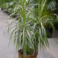 A Dracaena 'Dragon Tree' 10" Pot in a wicker basket on a Hello sidewalk.