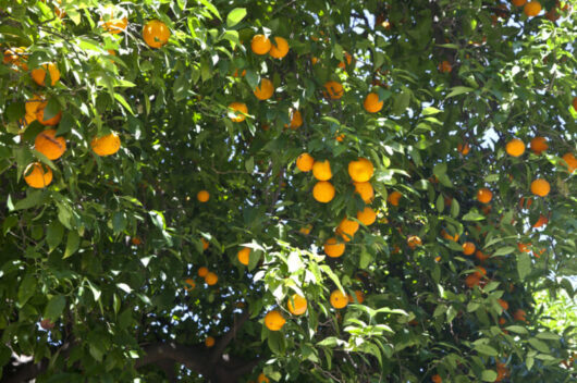 Citrus 'Valencia' Orange (Dwarf) 12" Pot
