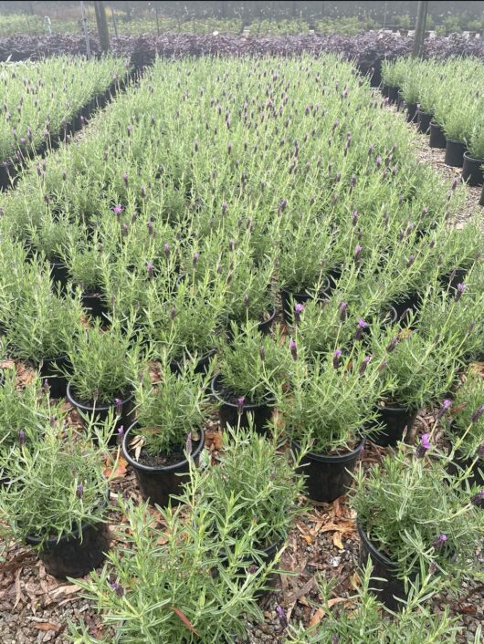 Lavandula 'Avonview' Lavender 8" Pot
