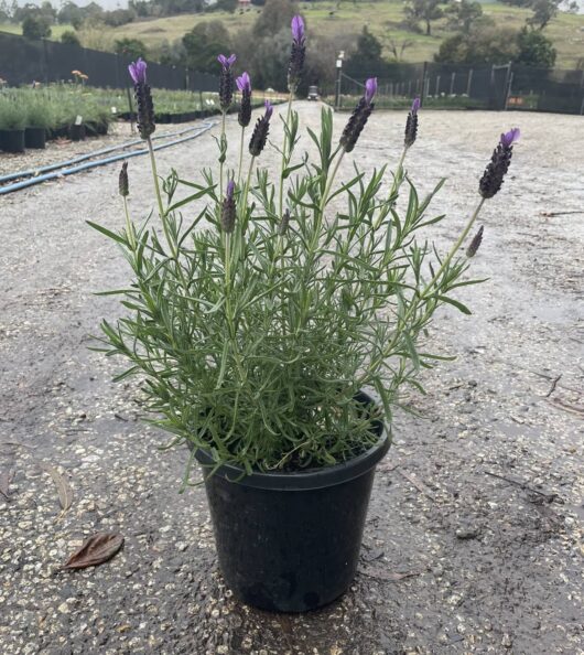 Lavandula 'Avonview' Lavender 8" Pot