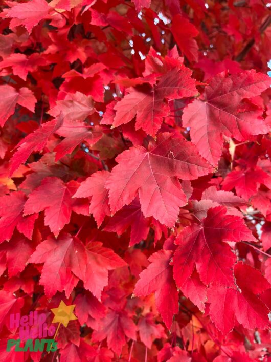 Acer 'Autumn Red/October Glory' Canadian Maple