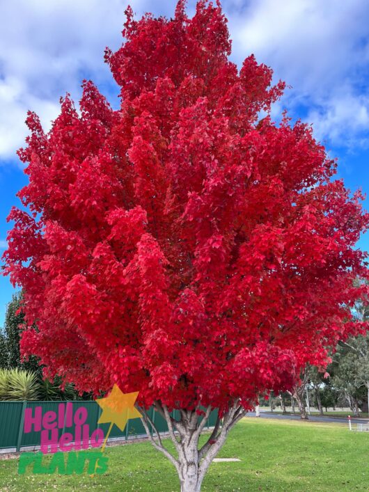 Acer 'Autumn Red/October Glory' Canadian Maple