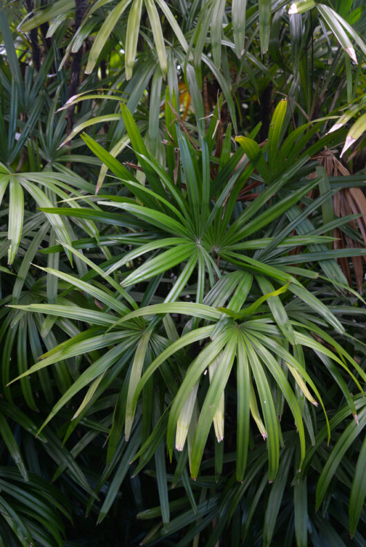 Lady Palm Rhapis excelsa foliage
