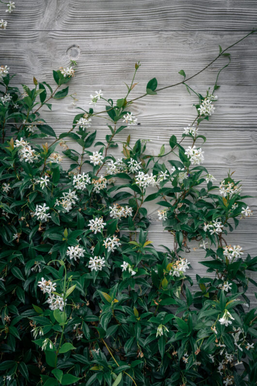 Trachelospermum 'Chinese Star Jasmine'
