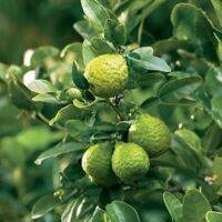 Citrus 'Kaffir' Lime Tree 16" Pot