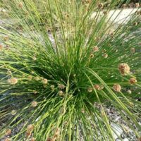 Ficinia 'Knotted Club Rush' 3" Pot