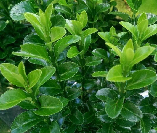 Euonymus "Green Rocket"