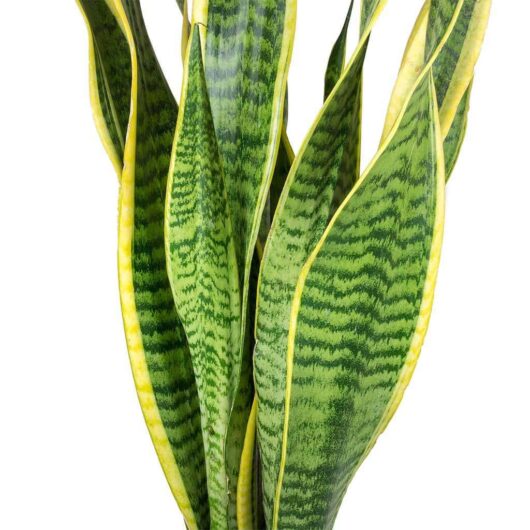 A close-up of a Sansevieria 'Mother-in-Law's Tongue' Variegated with tall, striped green and yellow leaves against a white background.