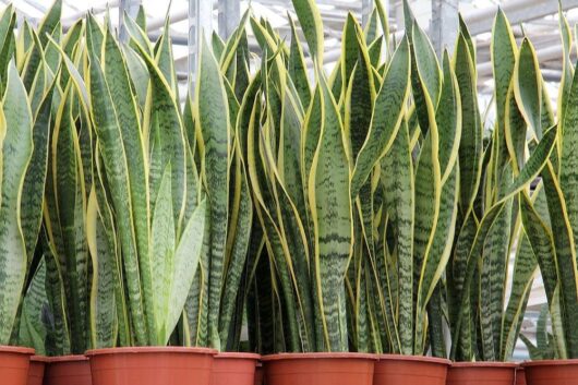 Row of potted Sansevieria 'Mother-in-Law's Tongue' Variegated plants, with tall, pointed leaves featuring yellow borders and green centers, displayed inside a greenhouse.